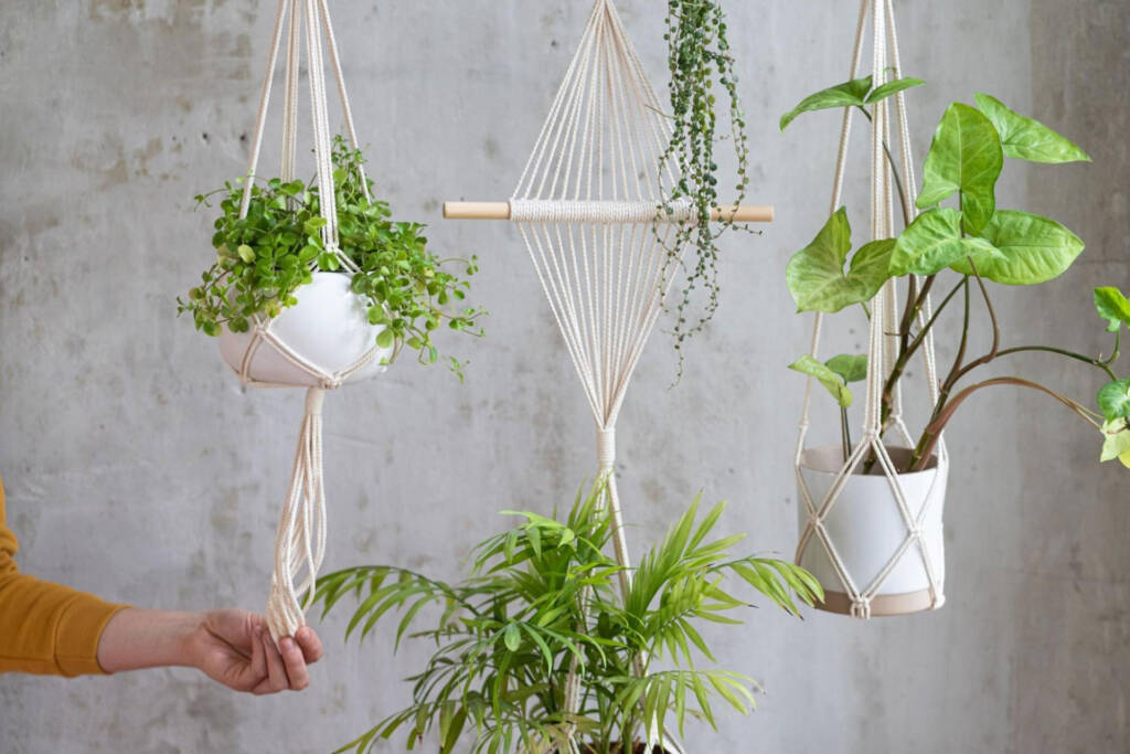 hang plants